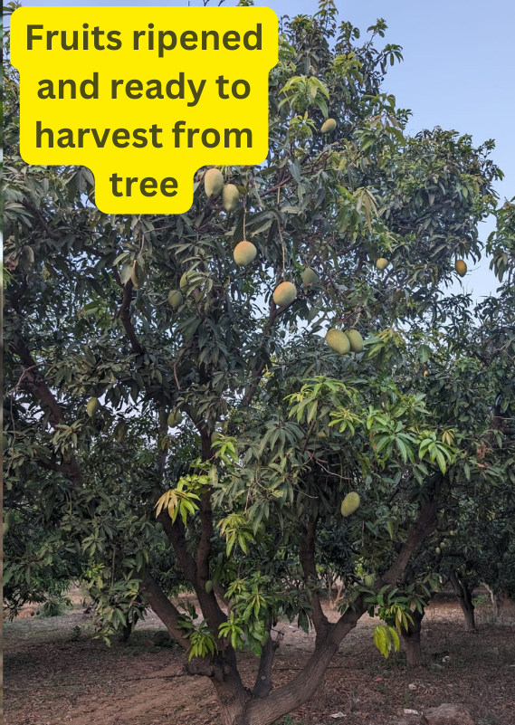 Mangoes (Spiritual, Natural and Organic farming)